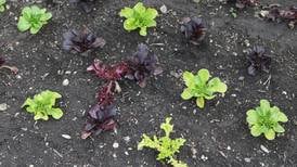 Handy Foods hoop house opens for the season