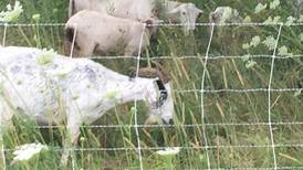 Goats, sheep return to graze Downers Grove Park District natural areas