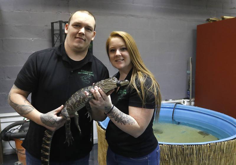 Lucas Arnold and Caitlynn Kreutzer, of Cold Blooded Parties, with Walter an American alligator inside their new Reptile Gallery in McHenry on Feb. 21, 2023. When it opens in April the gallery will feature over 40 different species of reptiles, amphibians, sting rays and invertebrates on display.