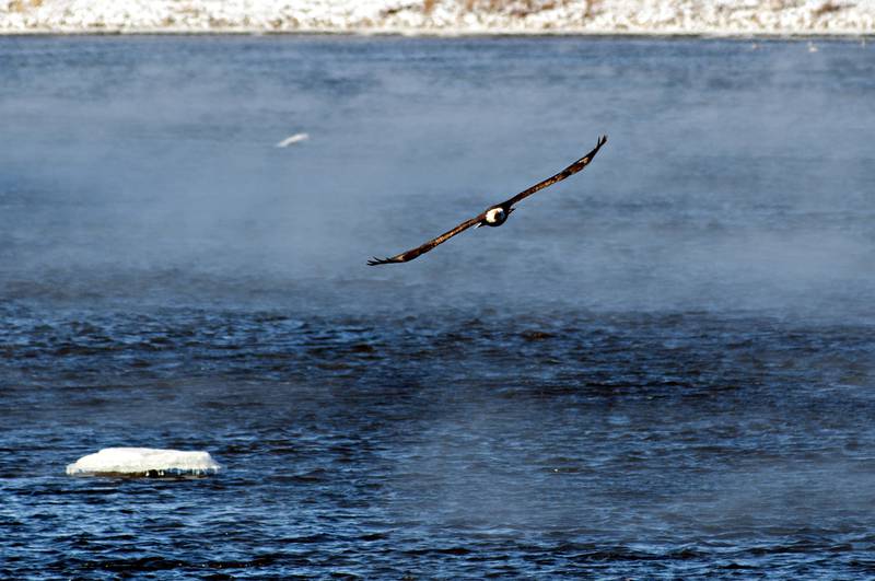 An eagle glides above the frigid waters of the Rock River Thursday, Jan. 6 on one of the coldest days felt in the past year.