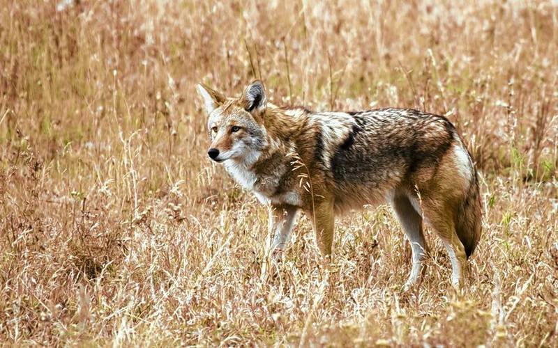 A coyote is caught on camera at Captain Daniel Wright Woods Forest Preserve in Mettawa. Coyotes will be more visible between now and February as youngsters leave home to establish their own territories.