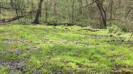 Natural Land Institute to protect 40-acre parcel in Carroll County