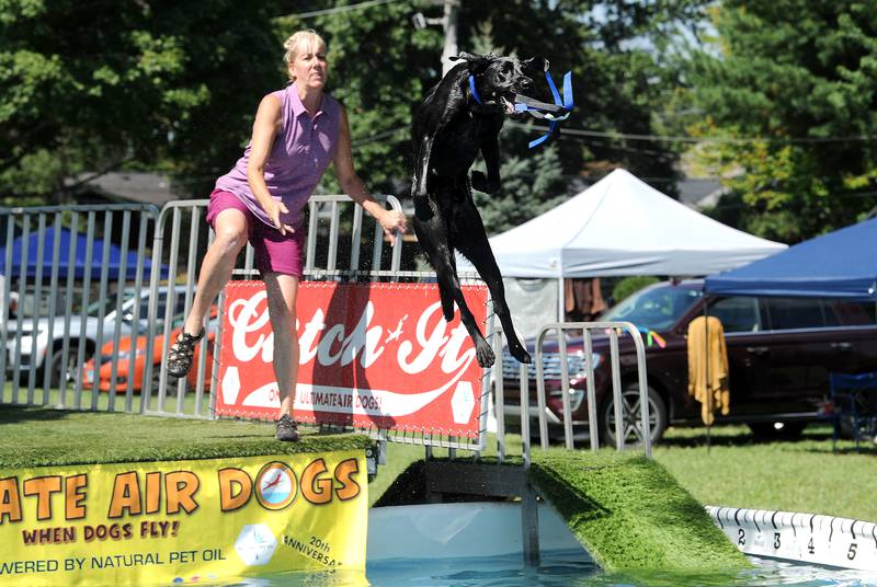 Bodie grabs his toy in midair after a throw by owner Lynette Morris of Tipton, Indiana during the Hometown Days Air Dogs competition on Sunday, Sept. 1, 2024, at Beecher Park in Yorkville.