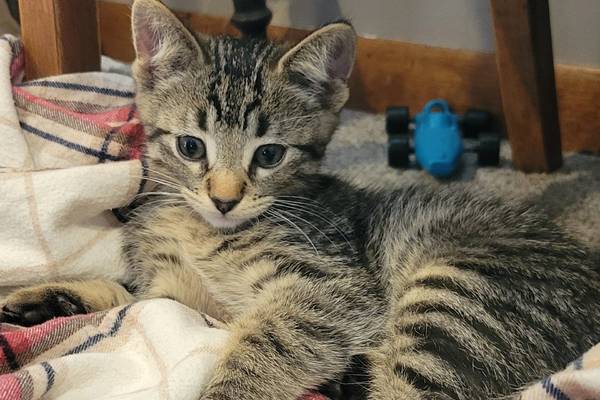 Will County Pets of the Week: Sept. 15, 2025