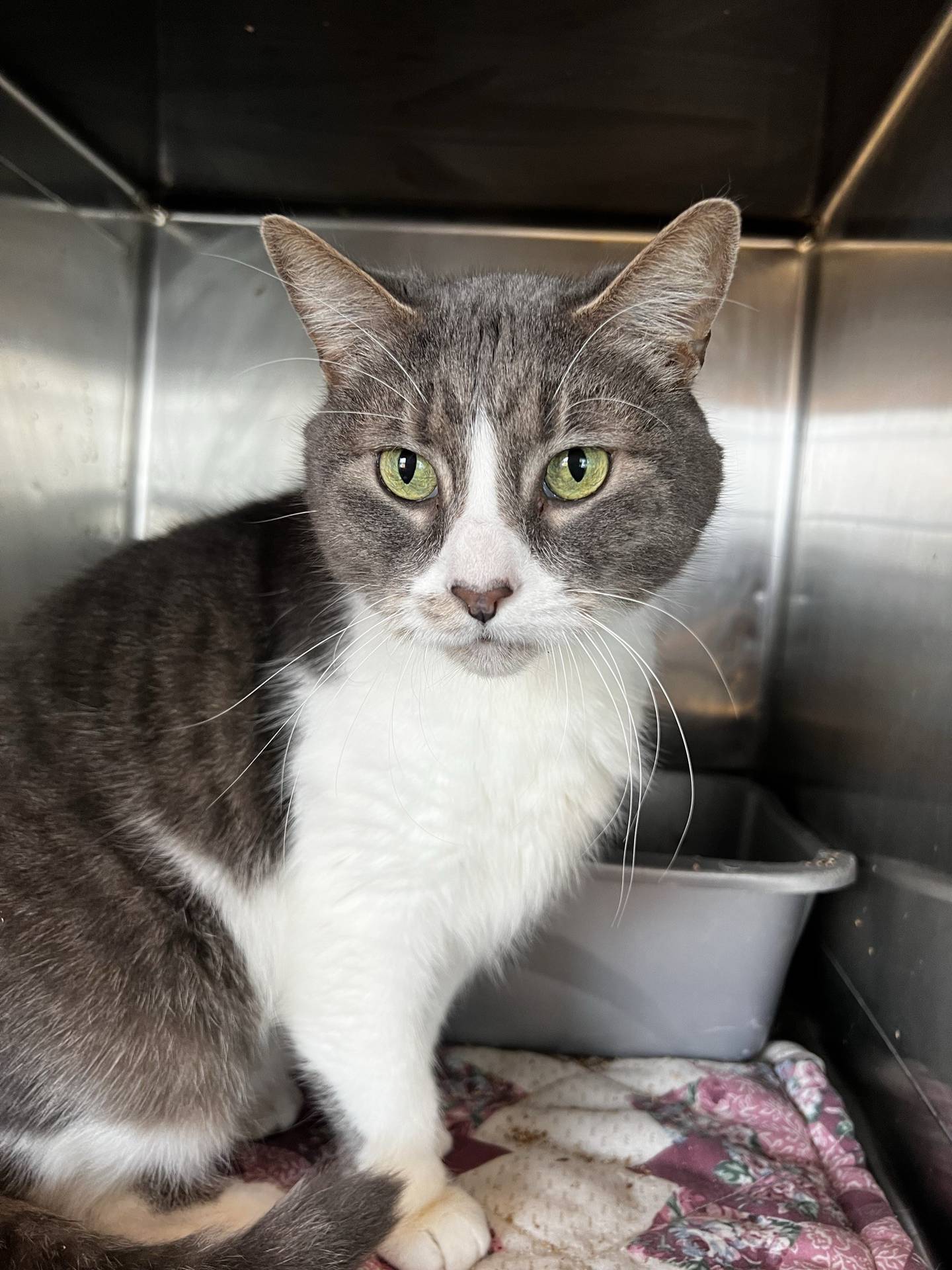 Fog is a 6-year-old tabby that was rescued from a local animal control. He is easy-going, friendly, curious and a bit playful. He gets along with other cats in his playgroup. He likes pets and is eager for attention from visitors. To meet Fog, email Catadoptions@nawsus.org. Visit nawsus.org.