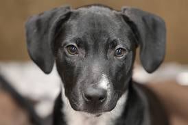 Tails on Tap Bar Crawl to benefit DeKalb County animals in need