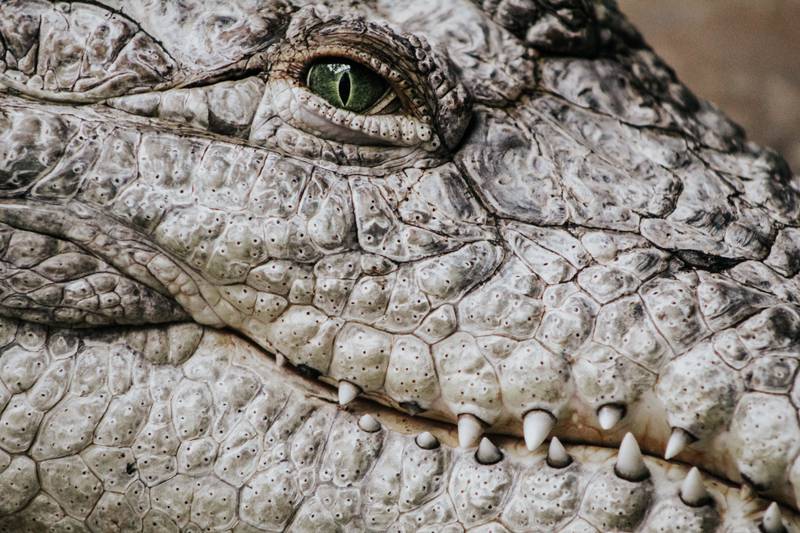 A closeup image of a crocodile’s eye Hayley Pendergast of Plainfield the grand prize in the Chicago Zoological Society’s 2022 Photo Contest.