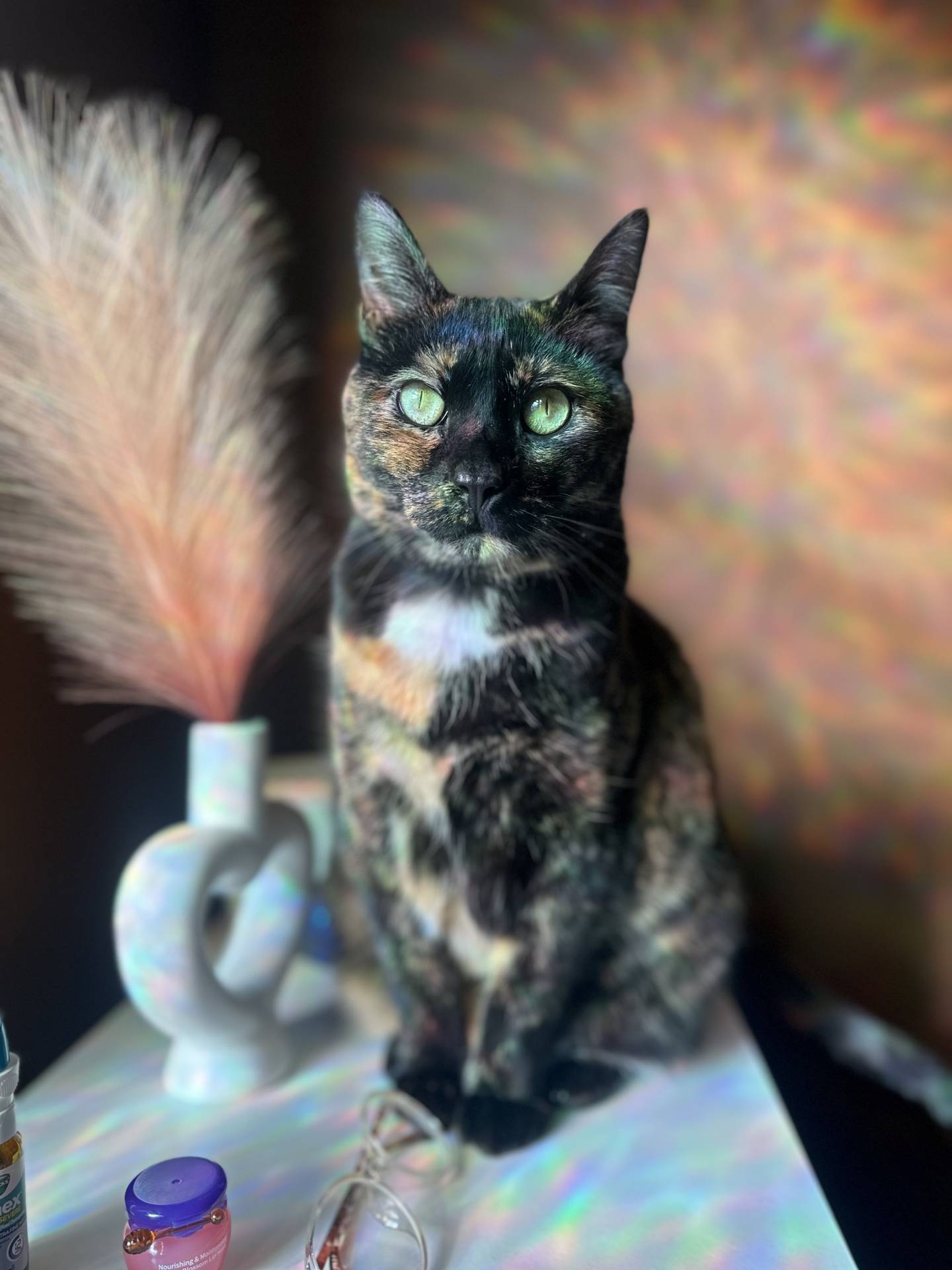 Sabrina needs an owner that will treat her like the queen she is. She loves to cuddle for extended periods, but she also likes independent (and human) play. She has an energetic side, jumping high to catch wands and running fast after toy mice. Sabrina should be the only cat in the home. To meet Sabrina, visit ForgetMeNotRescue.com/adoptables.