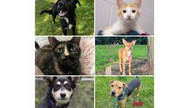 Pets of the Week: October 16, 2023