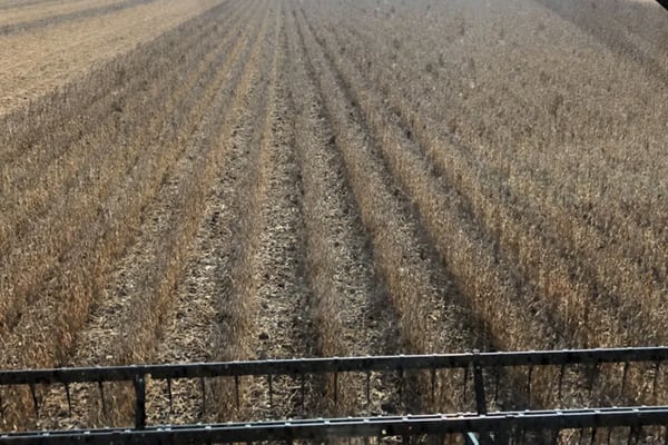 Illinois soybean farmers welcome federal aid, but fear long-term trade damage