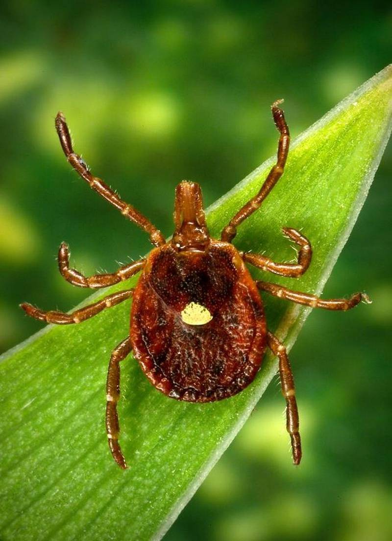 A Lone Star tick.