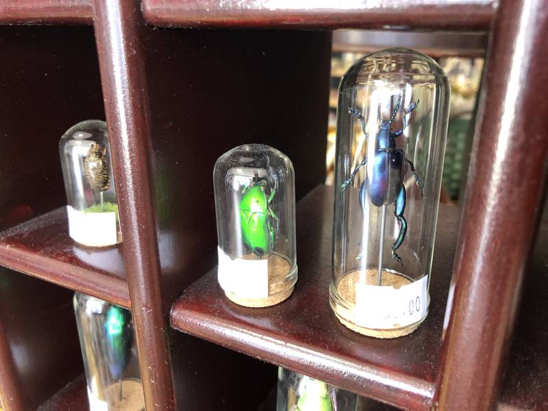 Beetles under glass at Preserved Peculiarities, Lori Fisher's oddity shop at 1312 N. Riverside Dr. in McHenry.