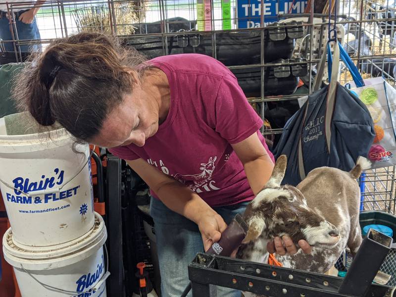 With a trimmer in hand, Leslie Inskeep was trying to make the coat of her Nigerian Dwarf goat look as immaculate as possible before she went before the judges at the Sandwich Fair.