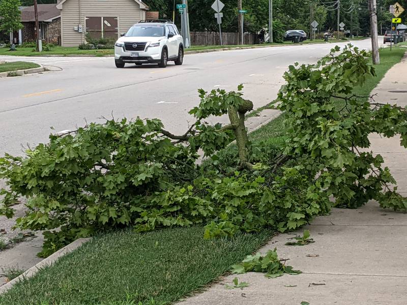Monday night's storms caused tree damage in Oswego, including on Washington Street.