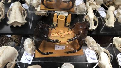 Photos: Preserved Peculiarities oddity shop in McHenry