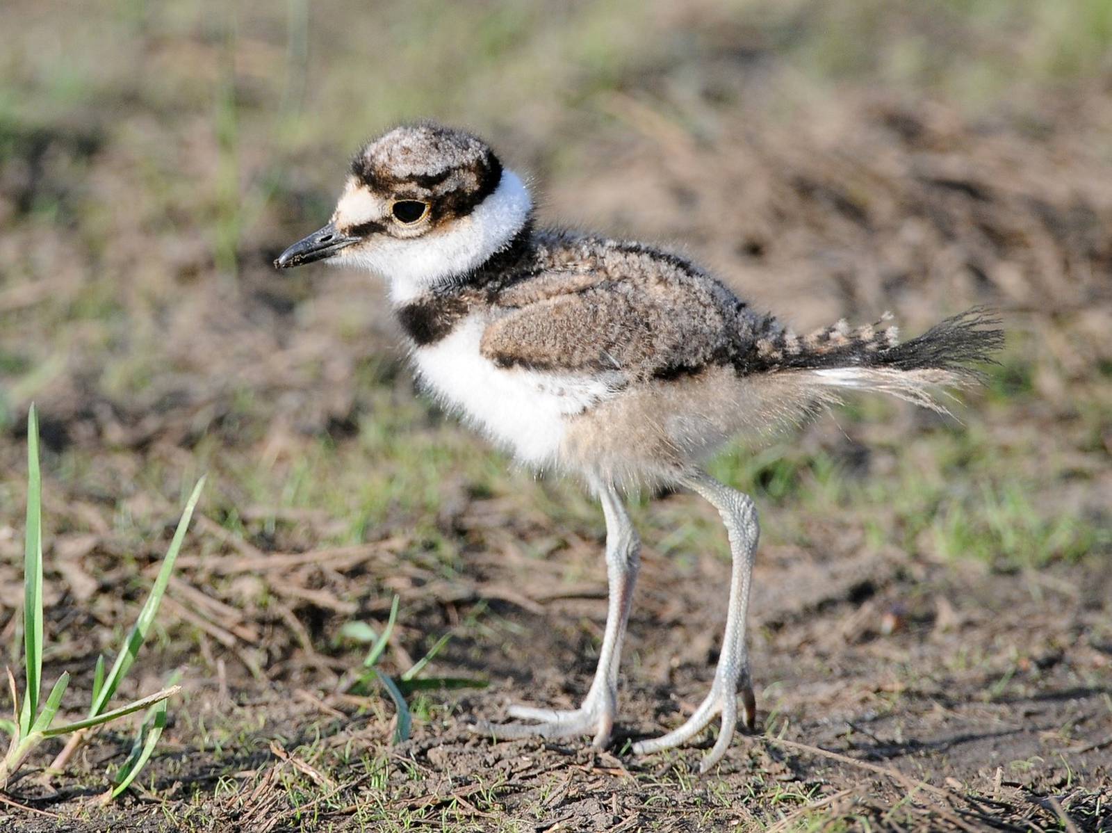 Killdeer protect young with broken wing act Shaw Local