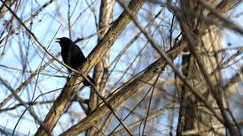 Celebrate World Migratory Bird Days with McHenry County Conservation District, Friends of Hackmatack, others