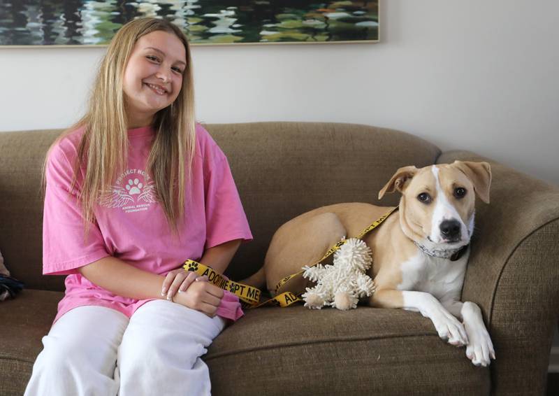 Ava Powers of Huntley with her foster dog, Ellie, a two-year-old pit bull mix, on Tuesday, Sept. 9, 2025, at her home in Huntley.  Powers is fostering Ellie for Project Hope Animal Rescue.