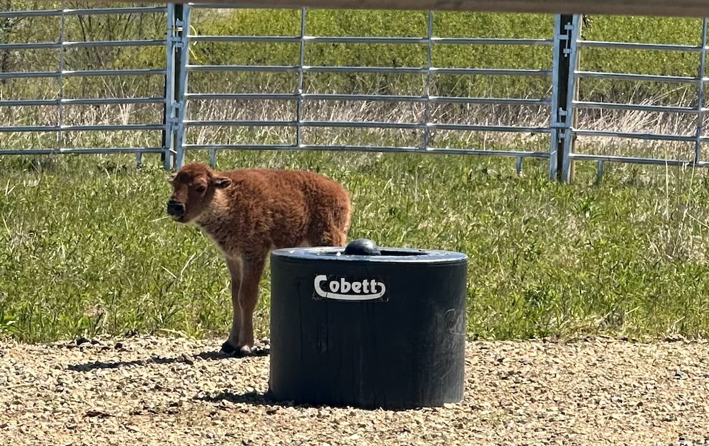 The first baby bison was born in the reintroduced herd of bison at Burlington Prairie Forest Preserve in Kane County.