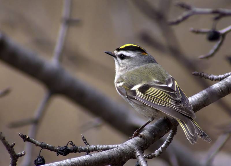 The 'crown' of the golden-crowned kinglet sits between black stripes on either side of the head.
