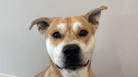 Will County offers ‘Mutt Madness’ pet adoption special throughout March