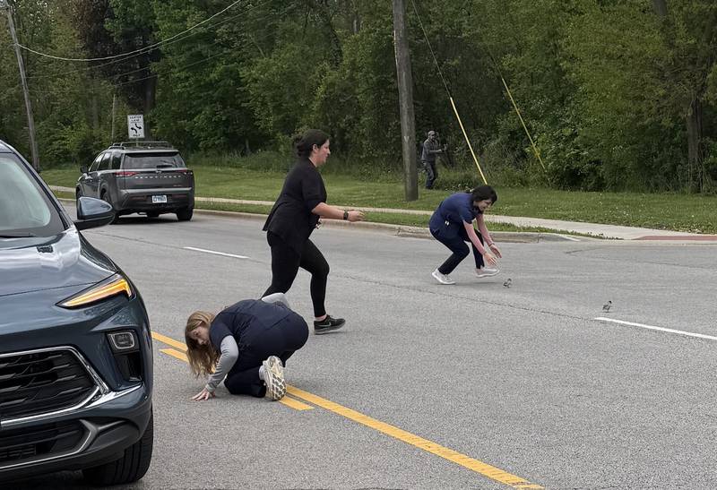 People help gather up ducklings that were caught in traffic along Route 14 in Crystal Lake on Thursday, May 22, 2025.