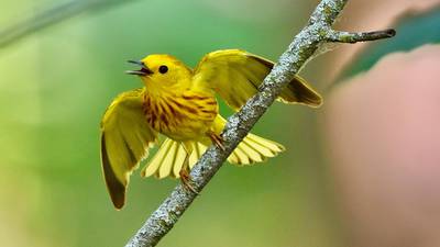 Four Rivers nature center in Channahon holds walking book club