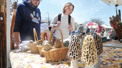 Spring festivals are blooming in northern Illinois
