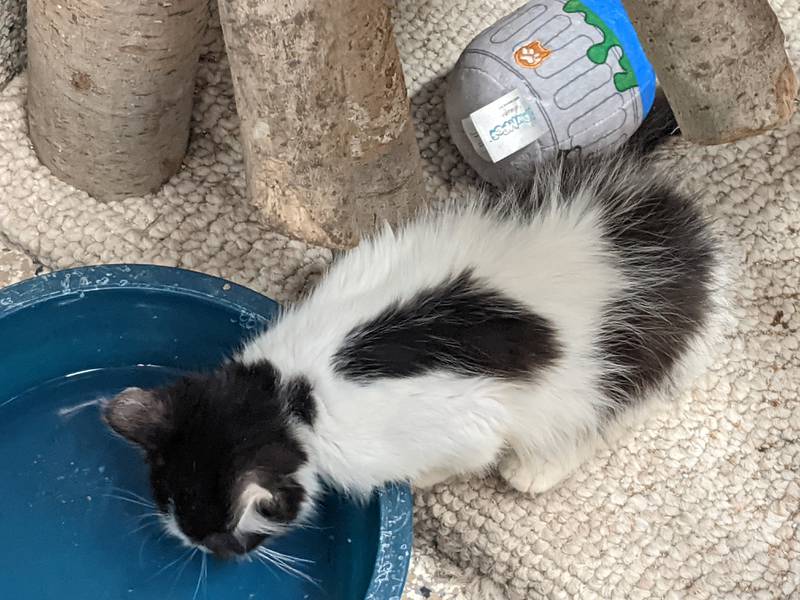 Ramen is looking for his forever home.

The 12-week-old kitten is one of 77 cats Kendall County Animal Control recently took in following a hoarding case in unincorporated Newark.