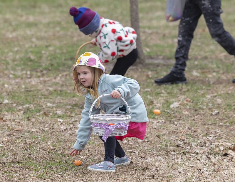 A young hunter scoops up an egg Saturday, April 4, 2026, at the Cliff Walter Easter Egg Hunt in Amboy. Over 1,000 eggs were distributed throughout City Park by the Lions Club for the Easter tradition.