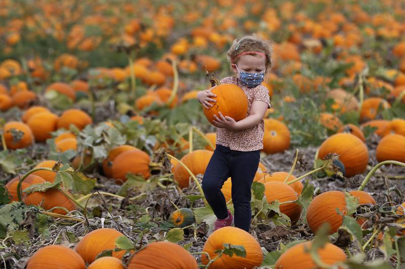 Ava O'Connor, 4, of Elgin, looks for the perfect pumpkin at the u-pick pumpkin patch during the Fall on the Farm event at Tom's Market on Saturday, Oct. 2, 2021 in Huntley.  The month-long event began on Friday and will conclude Oct. 31.