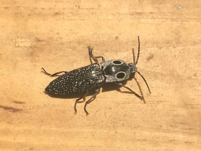 Measuring up to 1 ¾ in. and marked with prominent ‘eyes,’ the eyed click beetle can be found in mature oak woodlands throughout our area.
