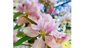 Herald-News seeking ‘Women of the Year’ submissions