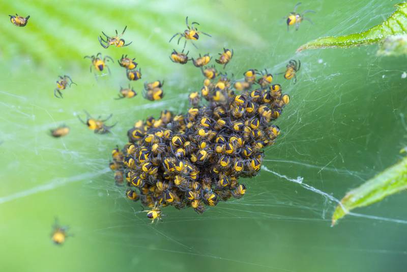 Up, up and away! Spider hatchlings need to disperse quickly, making use of silken strands, wind and electrostatic forces in a phenomenon known as ballooning.