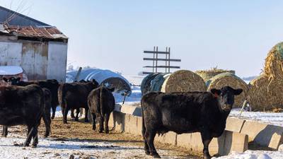 Livestock prices favorable; risk management remains key