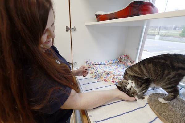 Someone To Be Thankful For: Elmhurst volunteer is not your typical cat lady