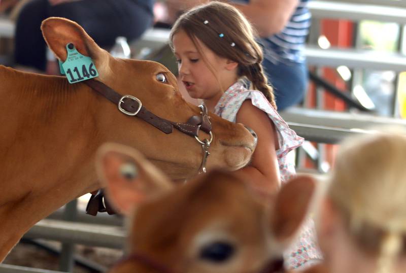 Addison Vanderstappen, 8, of Hebron guides her Guernsey spring yearling Sassy during a show at Hansen Pavilion  on the final day of the 2025 McHenry County Fair in Woodstock on Sunday, August 3, 2025.
