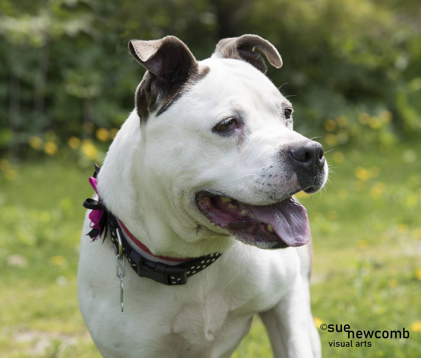 Mookie is a 6-year-old female pit bull mix who has been in foster care for a couple of years and is ready to find her forever home. She is sweet and playful but needs to be the only dog in the home. Contact the Will County Humane Society at willcountyhumane.com and follow the instructions for the adoption process.
