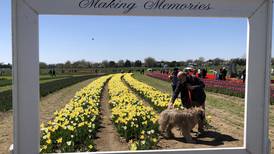 Richardson Farm Tulip Fest to open mid-April 