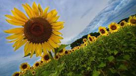 PHOTOS: The Matthiessen Sunflower Field