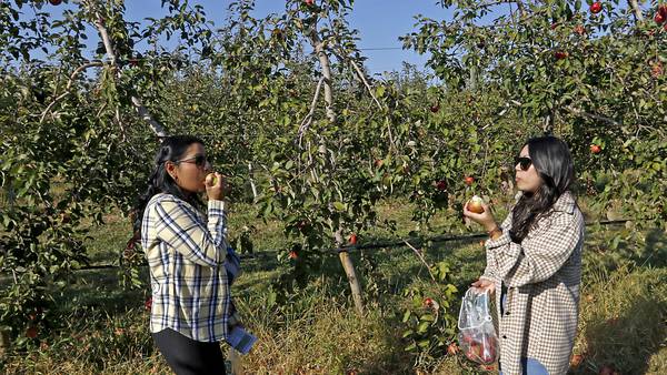 Apple-picking adventures: Your guide to must-visit orchards in northern Illinois 