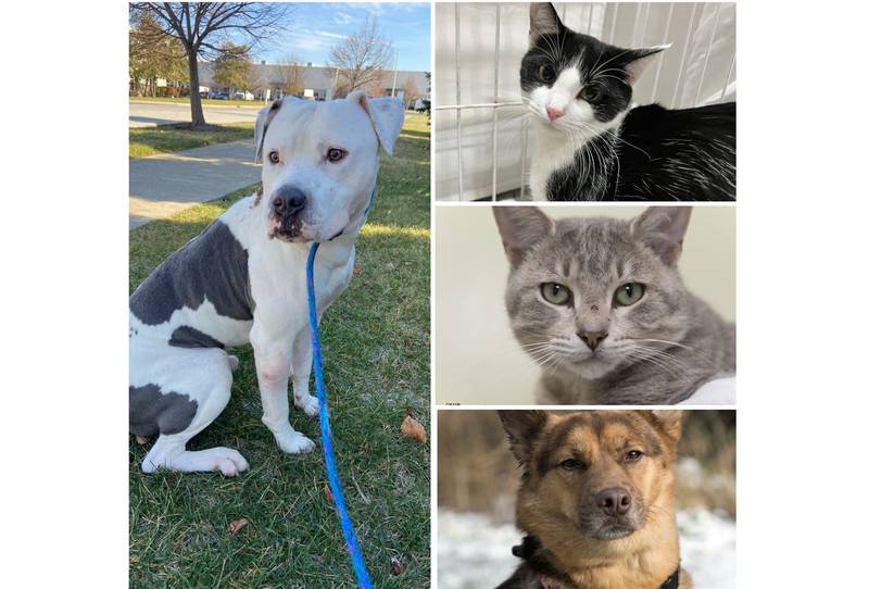 The Herald-News presents this week’s Pets of the Week. Read the description of each pet to find out about that pet, including where he or she can be adopted