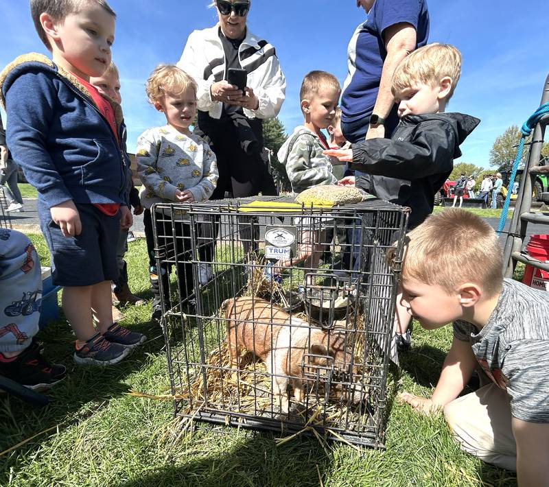 Oregon pre-kindergarteners check out the piglet that was one of the animals kids could learn about during the Oregon High School FFA petting zoo on Friday, May 9, 2025.