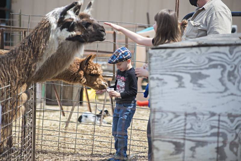 Austin Barkley, 5, feeds a llama Saturday at P&C Little Rascals farm in Chadwick. Visitors could purchase cups of snacks for to feed a wide assortment of animals.