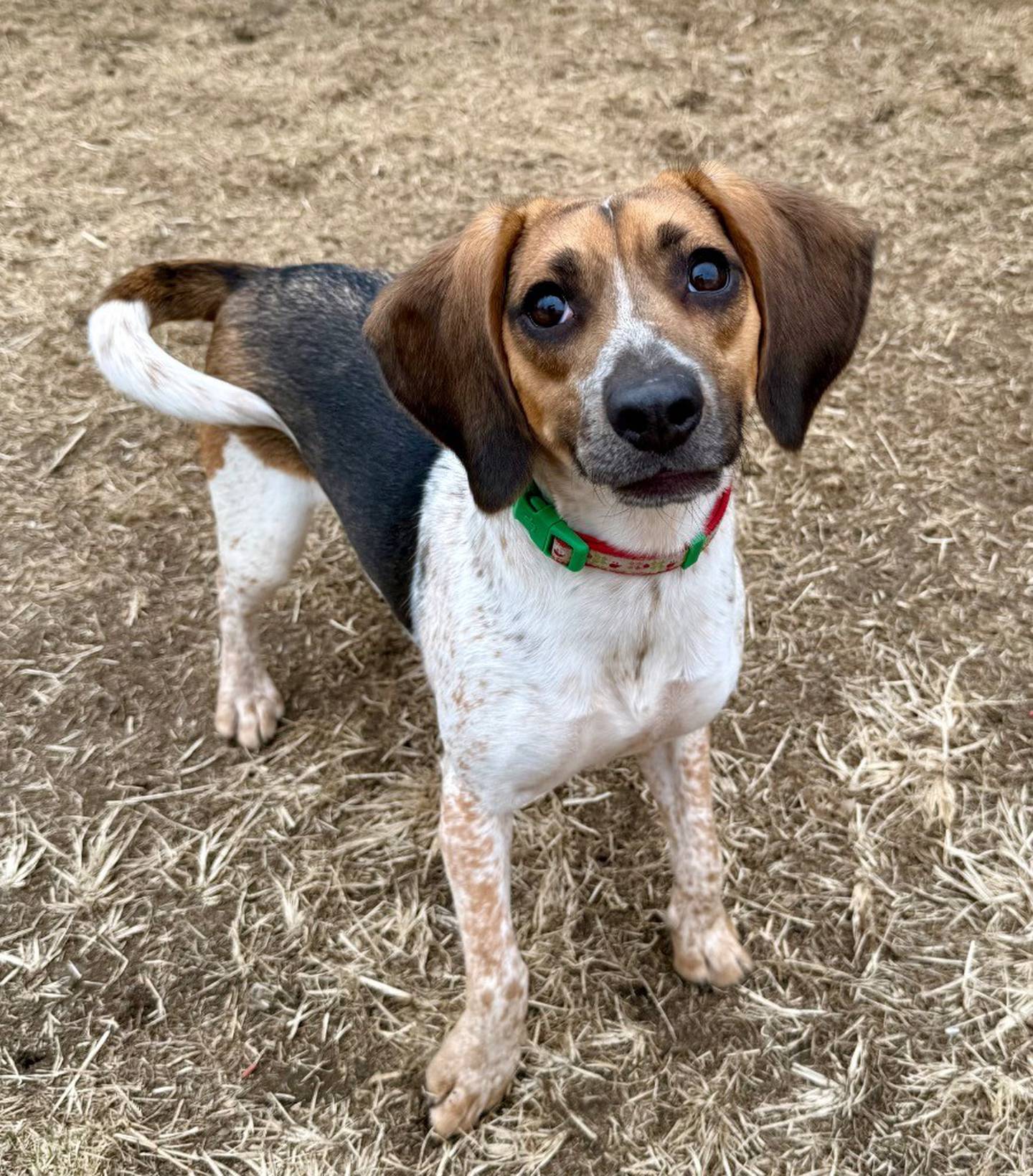 Winifred can be nervous meeting new people, she shows her wild side once she’s comfortable. She’s energetic, playful, goofy, and loves to zoom around.  Winifred needs extra help with potty training due to her past living situation. She needs a patient home with a fenced yard to allow her to decompress and adjust to a new way of life. She also needs an owner with prior beagle experience. To meet Winnie, email the Will County Humane Society at willcountyhumane.com and follow the instructions for the adoption process.