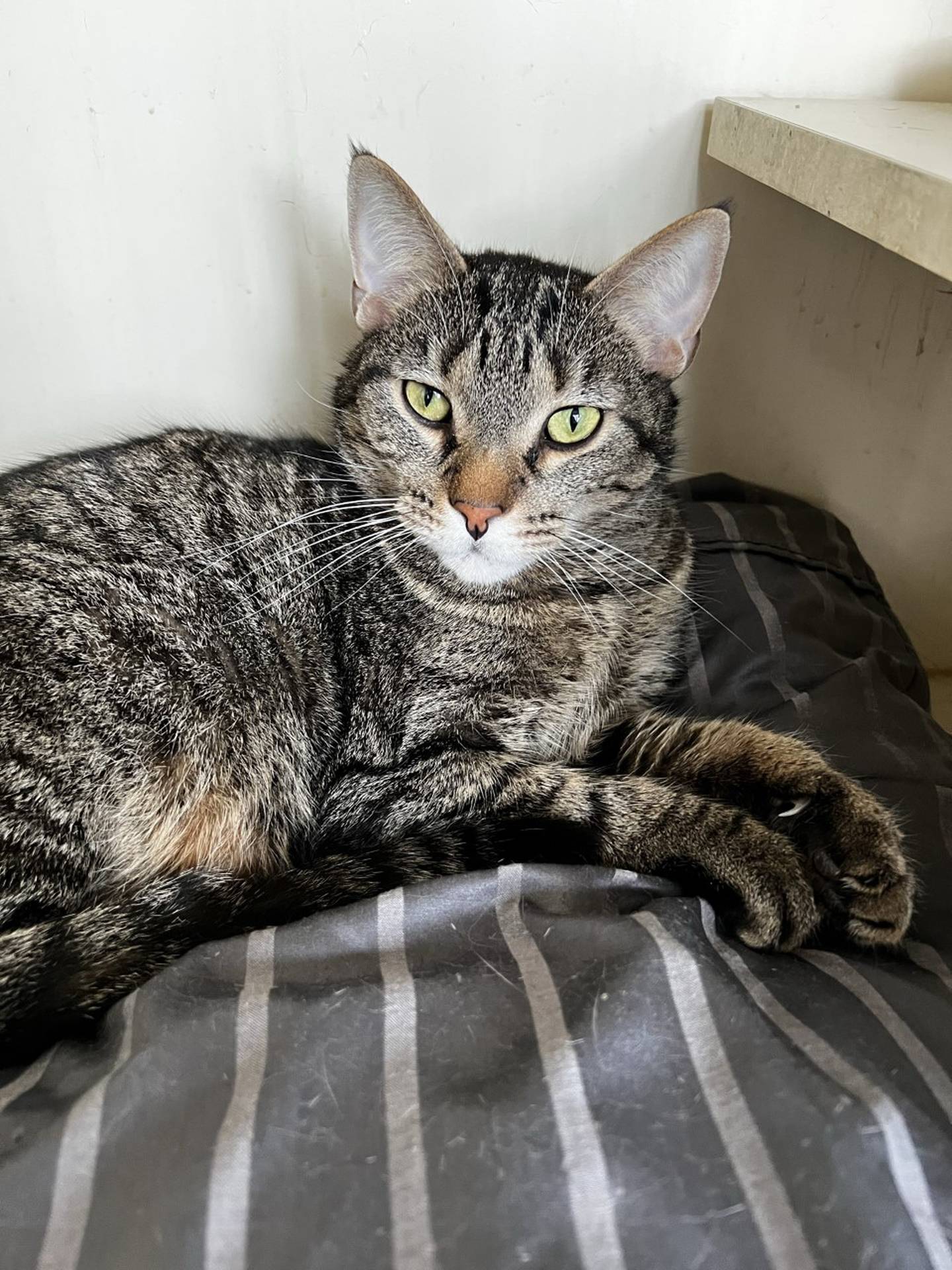 Lullaby is a 7-year-old male tabby that was found as a stray. He is ready to be pampered and have a life indoors where he never has to fend for himself again. He is friendly, gentle, confident and curious. He likes attention, being petted and has an easy-going and calm demeanor.  He is chatty too! To meet Lullaby, email Catadoptions@nawsus.org. Visit nawsus.org.