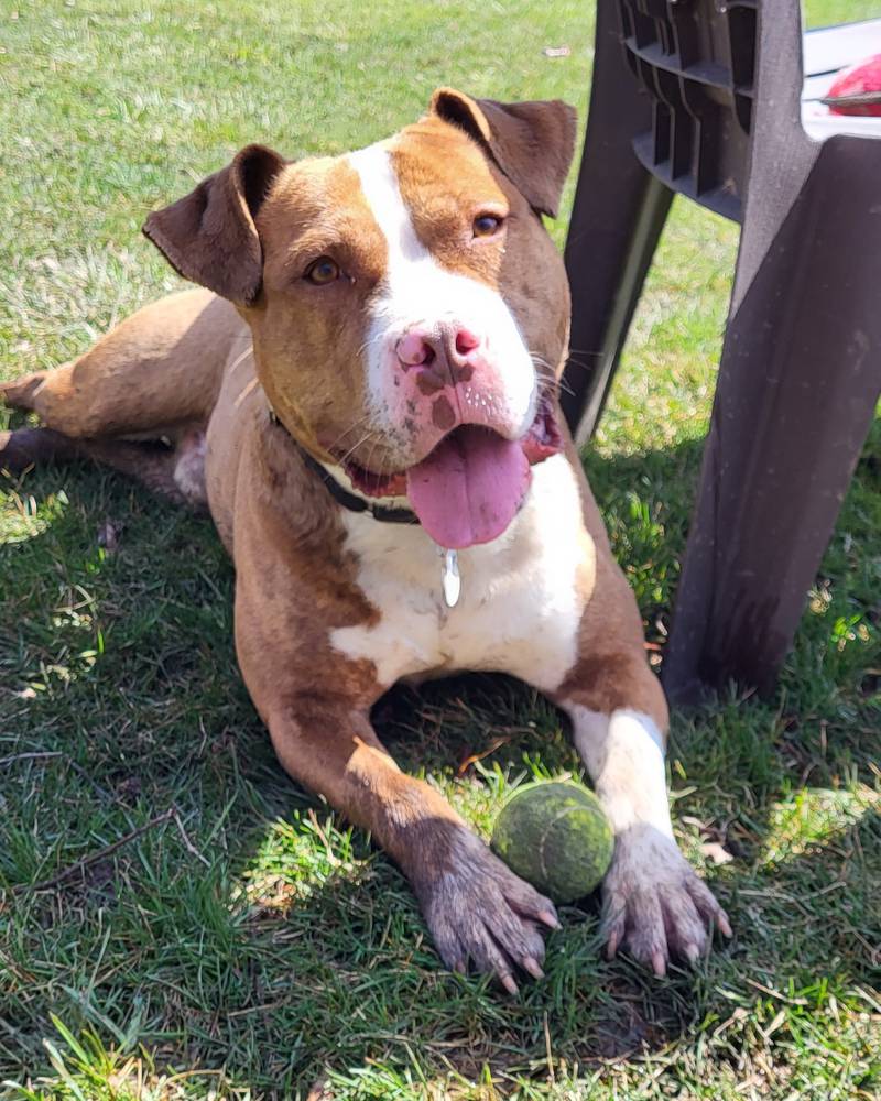Khan is Save-A-Pet's pet of the week for July 13, 2023.
