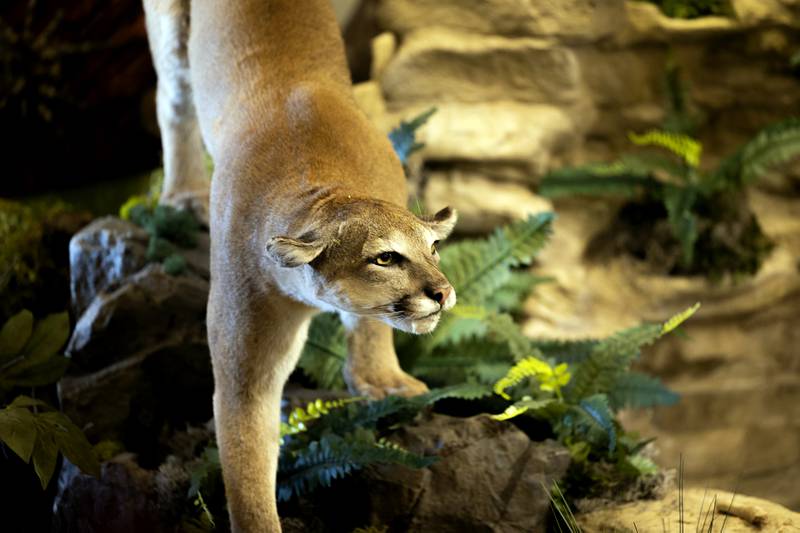 A nature diorama set on the third floor of the Grist Mill has two new furry friends. The board recently added a beaver and a mountain lion. Though there’s not many lions stalking around the park, they did at one time patrol the area.