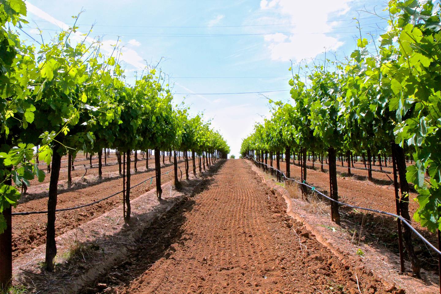 Lodi: Anaya Vineyards in California