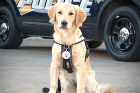 Sterling Police Department to bring on new comfort dog this week